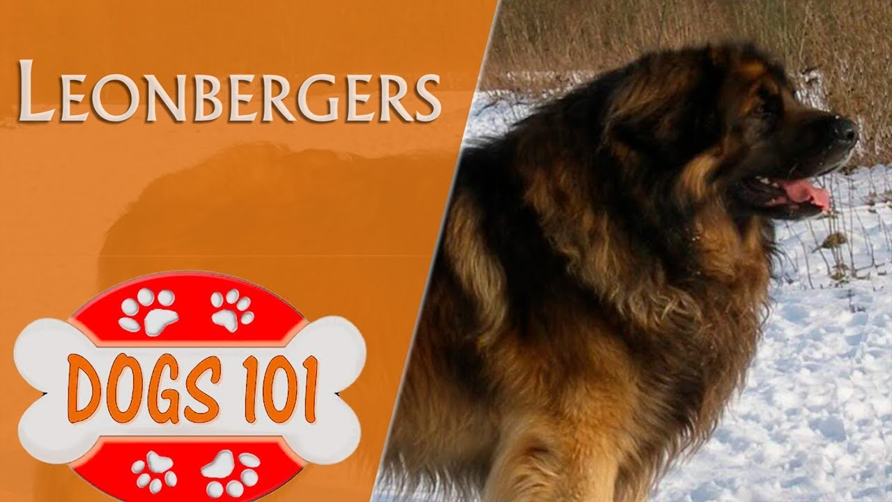 dogs 101 leonberger