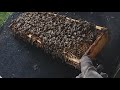 Как подрезать матке крыло начинающим пчеловодам