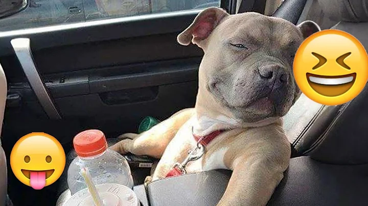 Video 7144341: hilarious animal compilation, collective animals funny, funniest cats dogs