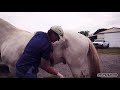 Horse Sheath Cleaning With Equine Veterinarian Doc Jenni