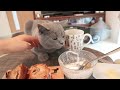 A British Shorthair kitten who comes to disturb breakfast.
