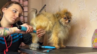 Before and after grooming a fluffy bear cub.