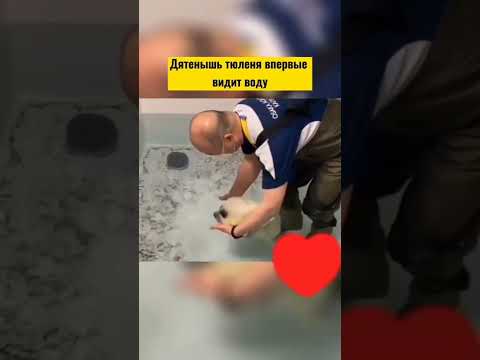 милый тюлень впервые видит воду