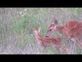 Doe and Fawn in Montana grassy hills