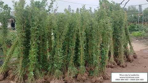 Bán buôn bán lẻ cây trúc quân tử Nhà vườn Hula Trees