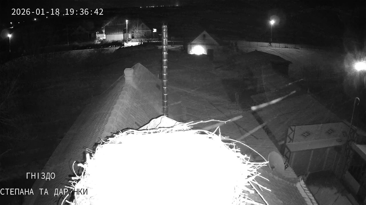 🔴LIVE🔴Прямий ефір з годівниці | Пташки онлайн 2026