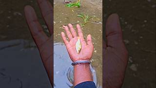 Chhoti Gold Color Machhali Pakdi 😱 | Real Fishing Short