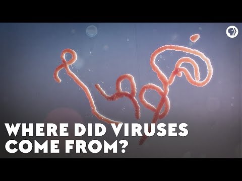 where-did-viruses-come-from?