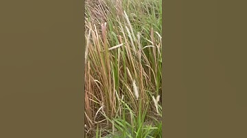 Trị sỏi thận bằng rễ Cỏ tranh