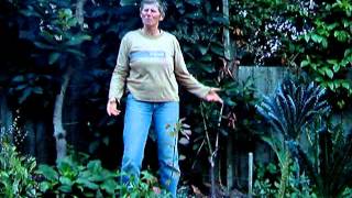 Espalliered Avocado Tree.wmv