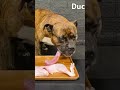 MUKBANG ASMR Dog eating Raw Duck Meats & bones 【American Bully】#shorts