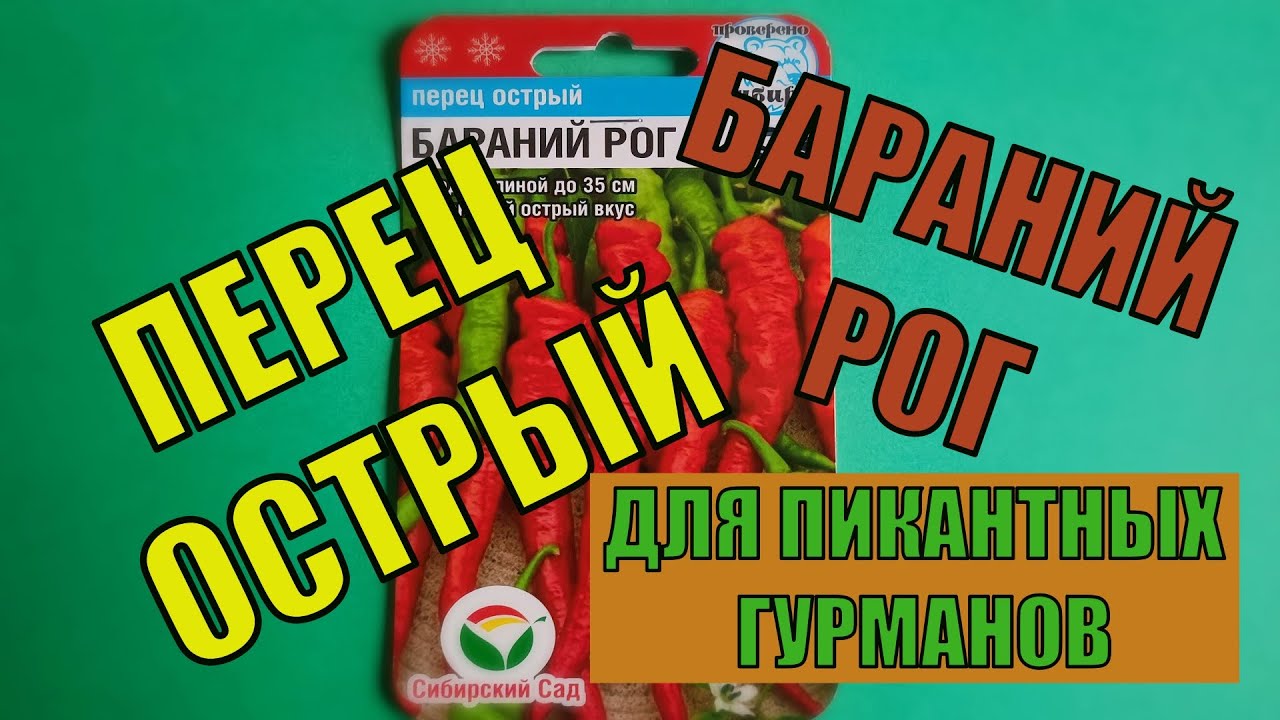 ПЕРЕЦ ОСТРЫЙ: БАРАНИЙ РОГ. КРАТКИЙ ОБЗОР. ОПИСАНИЕ. ХАРАКТЕРИСТИКА. CAPSICUM ANNUUM 'BARANIY ROG'