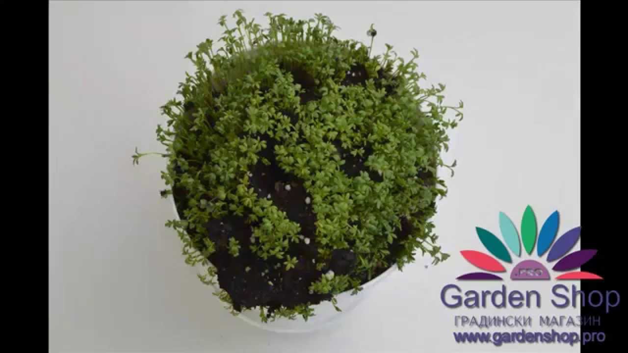 Garden cress: expert tips on growing & care - Plantura