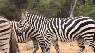 Safari Zoo Mallorca