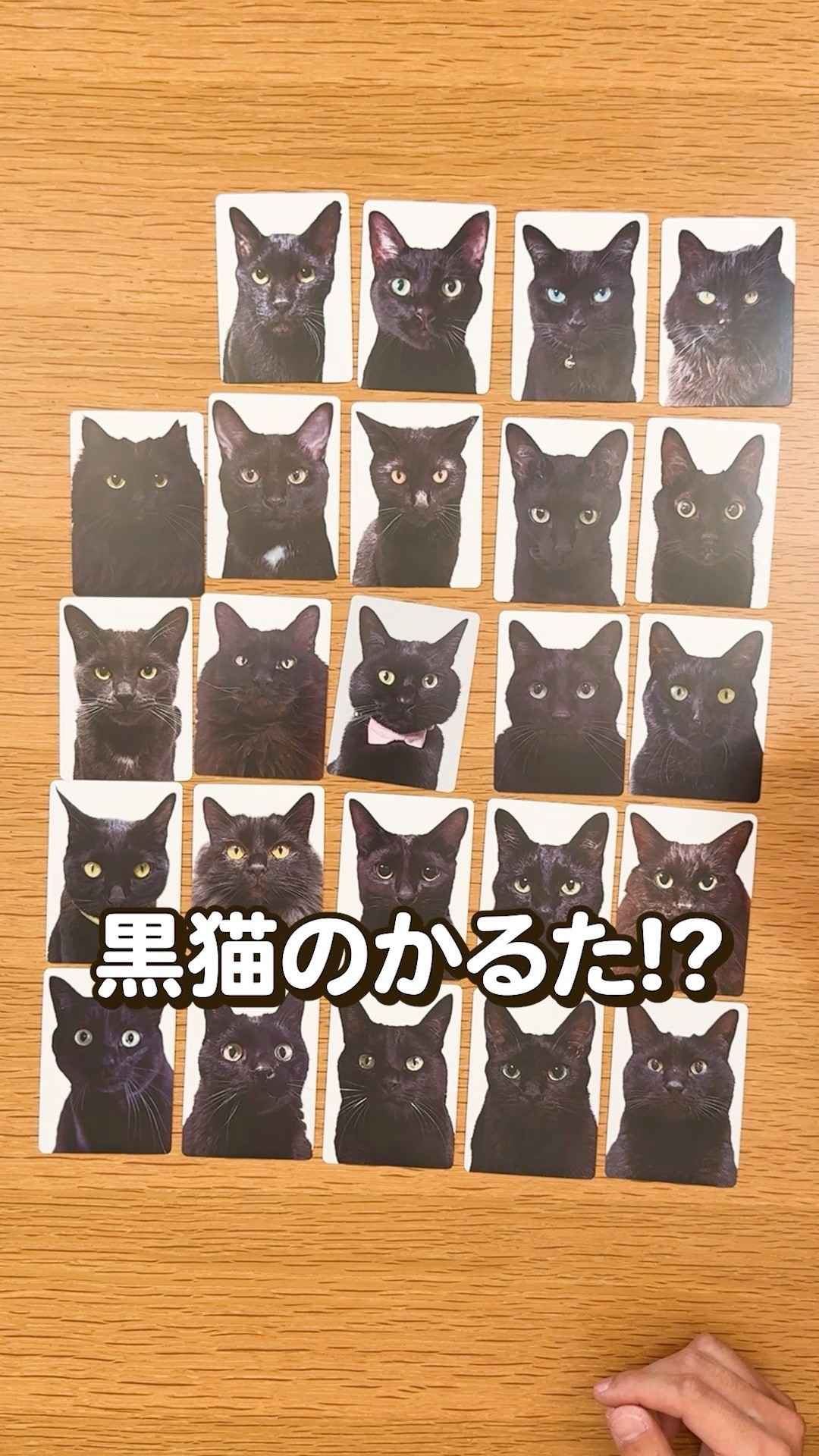 Must-see for cat lovers] Huh? Are all these different cats? [Black