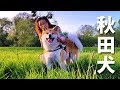 AKITA INU - A Day In The Life Of A Japanese Dog | Happy Mother's Day | 秋田犬