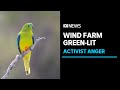 Threat to endangered parrot species dismissed, Robbins Island wind farm approved | ABC News