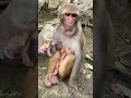 Baby Monkey BO BO Cute Monkey Funny Monkey Smart Monkey Videos #Shorts(5)