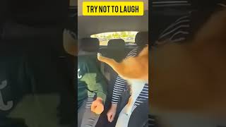 Фото Extreme Try Not To Laugh Challenge ! 😂 #shorts #viral #funny #fails #memes # Viralshorts #subscribe