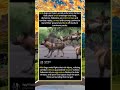 🐒 Lone Baboon Stands Off Entire Pack Of African#foryou #fyp #animals#funny