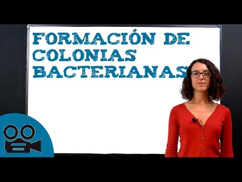 Vídeo: Diferencia Entre Colonias Bacterianas Y Fúngicas