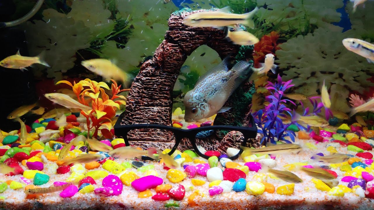 Added Silver Rasbora and small Blacktail Shiner to my Aquarium - 