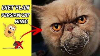 persian cat | diet plan | amazing facts in hindi | animal channel hindi by Animal Channel Hindi 9,145 views 5 years ago 2 minutes, 47 seconds