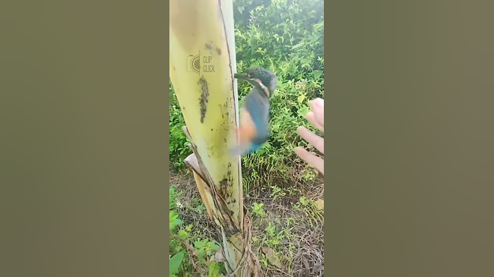 ജാങ്കോ ഞാൻ പെട്ടു