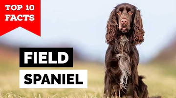 Ist der Field Spaniel ein Anfängerhund?