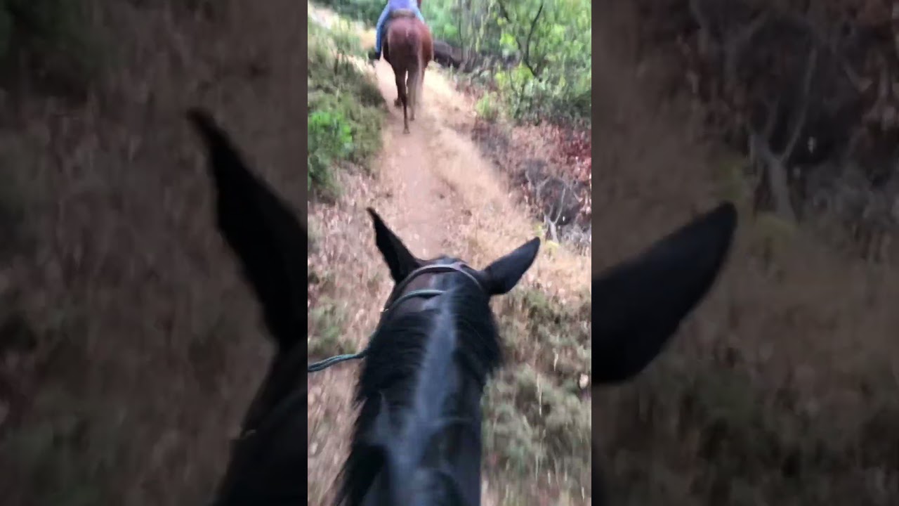 Foresthill Divide Loop Trail with JoEllen on King and me on Fancy