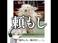 【前歯認証】殿堂入りボケてがマジでツッコミどころ満載だったwww【2253弾】