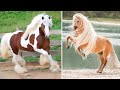 Horse SOO Cute! Cute And funny horse Videos Compilation cute moment #28