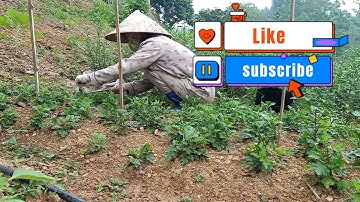 Hướng Dẫn Cách Giâm Cúc Cực Dễ - Cách Nhân Giống Cúc