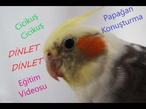 Sultan Papağanı Cicikuş Konuşma  Eğitim Videosu.