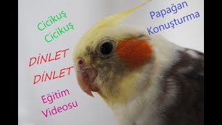 Sultan Papağanı Cicikuş Konuşma  Eğitim Videosu.