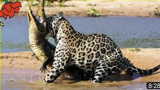 #Jaguar vs croco combat à mort!! incroyable!!, Jaguar Vs Croco Combat Mort Incroyable