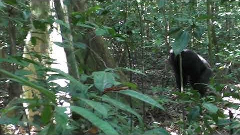 Chimpanzee groups drum with distinct rhythms - Clip 2