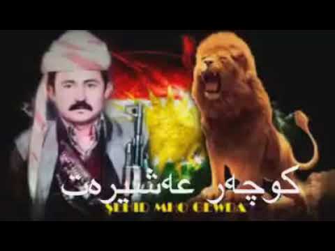 سعيد كاباري محو كودا 