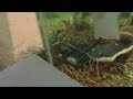 Feeding My Large Red Belly pacu And Little redtail catfish