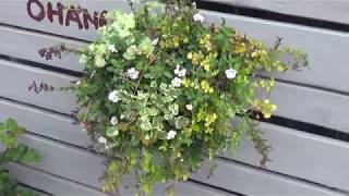 ハンギングバスケットを春夏用に植え替えます！Spring～Summer　Hanging Basket♪