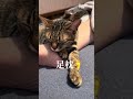足枕🦶しています😵 男の子🐈‍⬛女の子🐈生後11ヶ月 #保護猫 #里親 #猫のいる暮らし #今日のにゃんこ