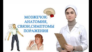 Мозжечок: анатомия, функциональные отделы, связи, функции. Клиника поражения.