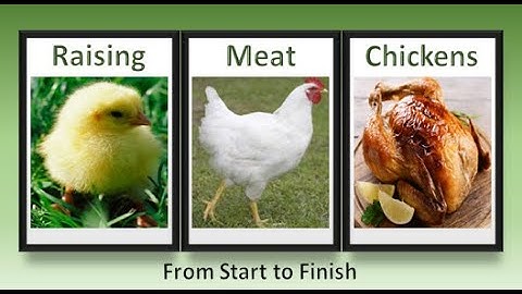 Processing Chicken Gizzards and Feet (Raising Meat Chickens)