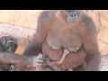 Martha and Baby - Western Lowland Gorillas