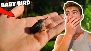 Saving World's Smallest Humming Bird After Hard Fall!