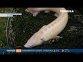 На Буковині підприємець вирощує рибу в штучних умовах