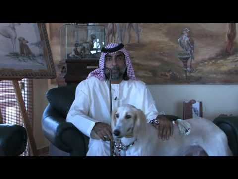 The Arabian Saluki Center - YouTube