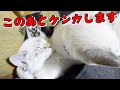 仲良し姉妹仔猫が急変！喧嘩上等！かかってこいにゃ！　A good friend sister kitten suddenly changes.Bring it on!