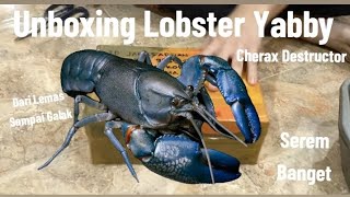 Unboxing Lobster Yabby, Cherax destructor Dari Lemas Hingga Galak, Serem Banget‼️