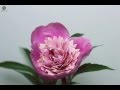 Распускающийся цветок (Пион) / Blossoming flower (Paeonia)